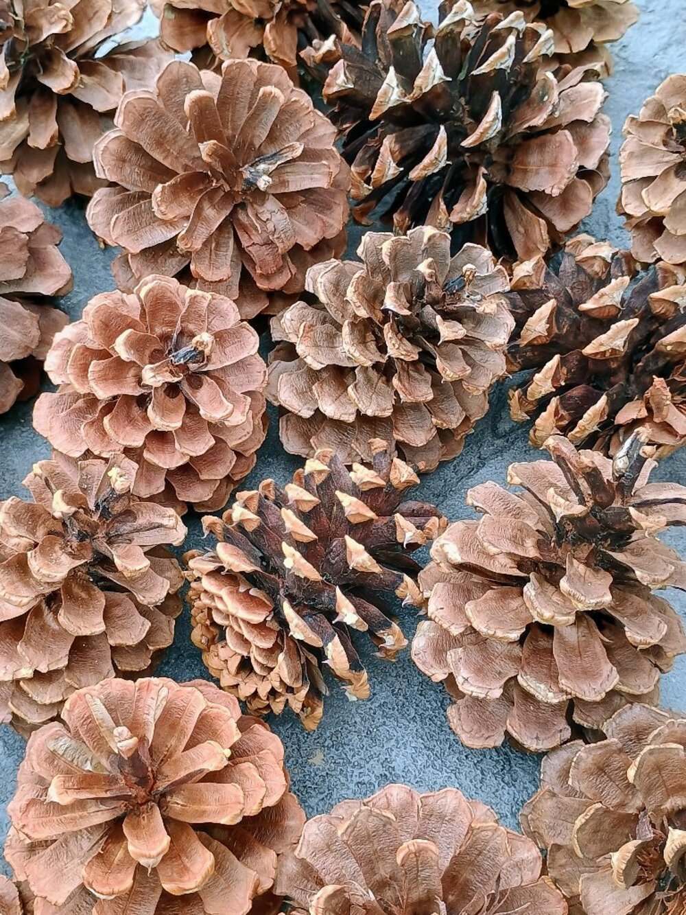 Natural Pine Cones for Crafting